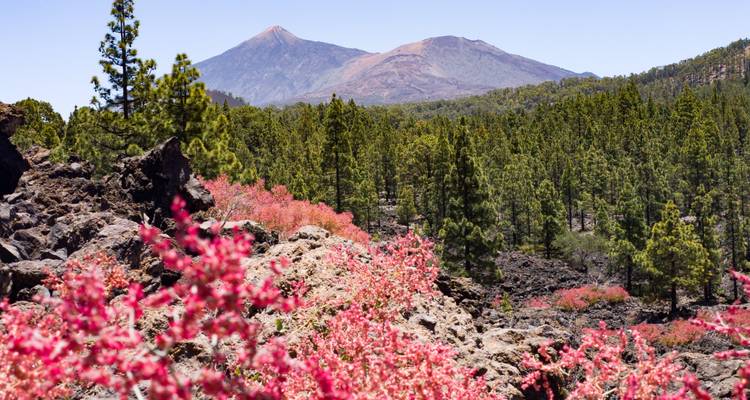 Un paysage avec des fleurs roses, des arbres verts luxuriants et une vue sur la montagne.