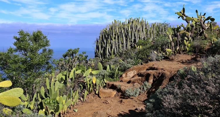 Un sentier de randonnée entouré de cactus et de végétation sous un ciel dégagé.