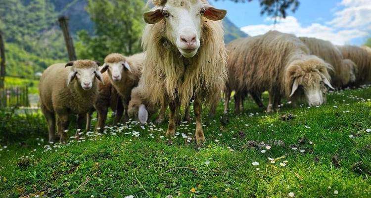 Un troupeau de moutons paissant dans un champ vert avec des montagnes en arrière-plan.