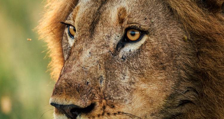 Gros plan du visage d'un lion.
