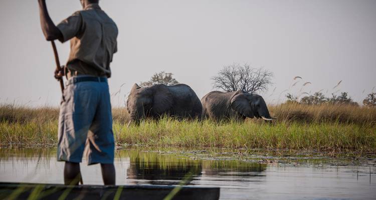 Des éléphants près d'une rivière avec une personne dans un canoë.