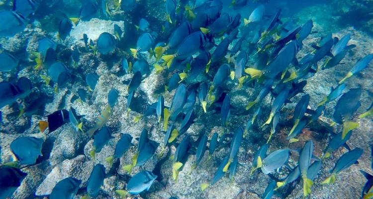 Ein Fischschwarm, der nahe dem Meeresboden schwimmt.