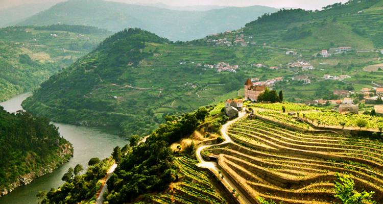 Aerial view of terraced vineyards near a river.