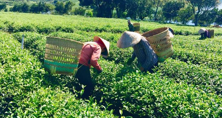 Ouvriers cueillant des feuilles de thé dans une plantation luxuriante