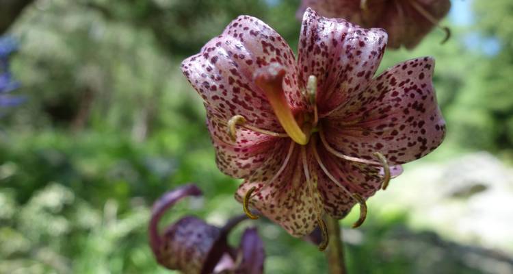 Nahaufnahme einer Lilie mit gefleckten Blütenblättern in einem Garten.