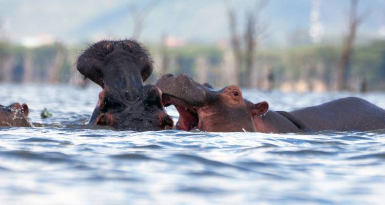 Hippopotames dans l'eau, interagissant de manière ludique au lac Naivasha.