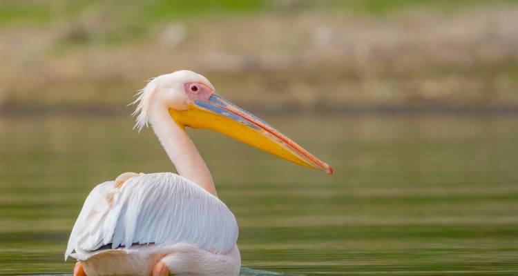 Gros plan d'un pélican coloré sur l'eau.