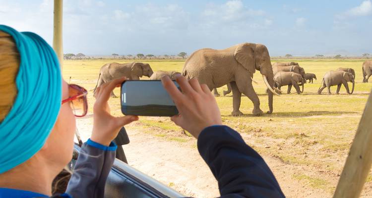 Elephants walking on the savannah with a person taking a photo.