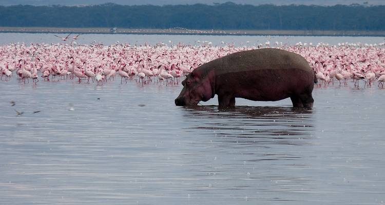 Hippo and flock of flamingos in a lake.