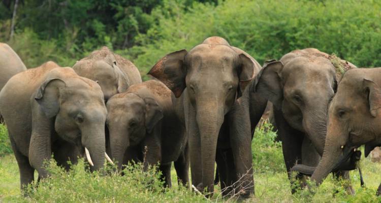 Herd of elephants walking through a grassy area.