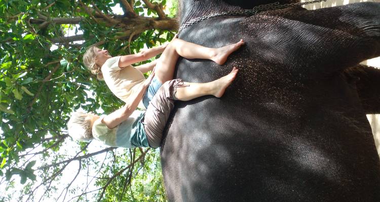 Deux personnes assises sur un éléphant dans un environnement forestier.