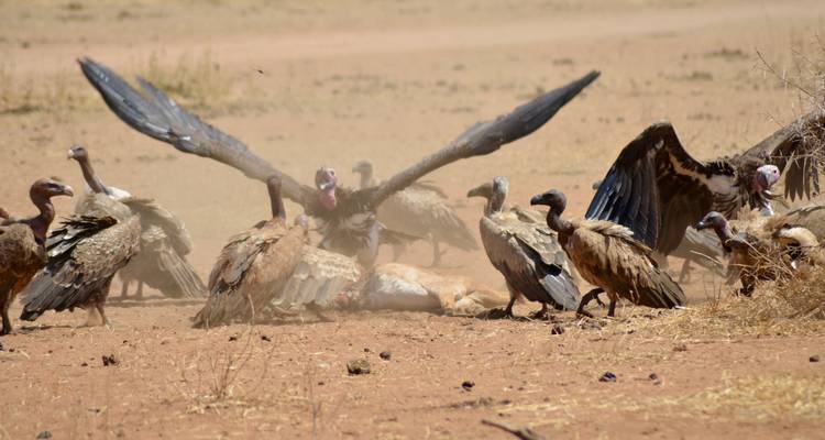 Geier fressen an einem Kadaver in einer Savannenlandschaft.