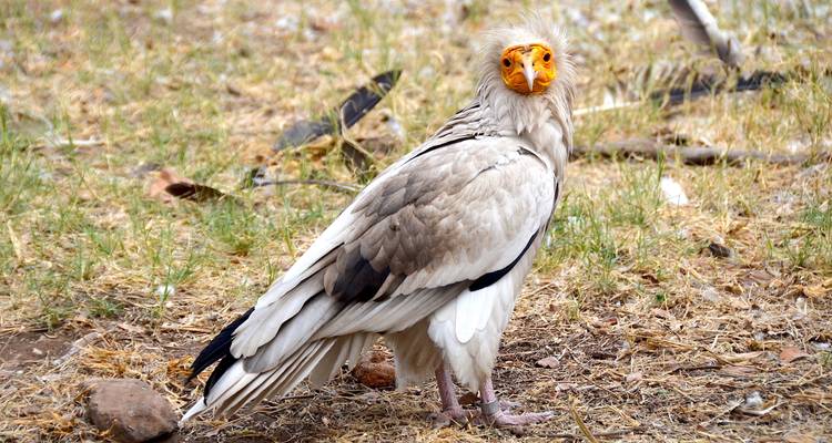 Schmutzgeier steht auf trockenem Gras und blickt in Richtung Kamera.