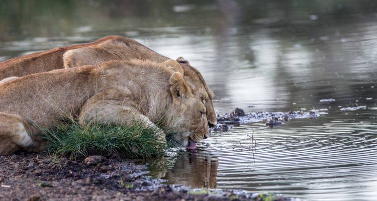 Löwen, die an einem Wasserloch in natürlicher Umgebung trinken.