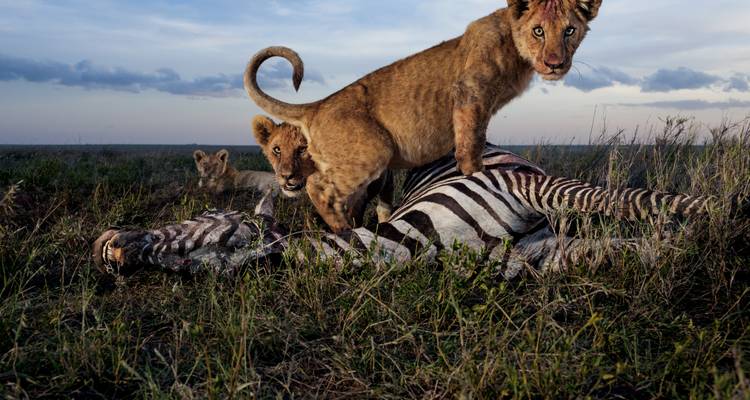 Löwenjunges steht auf einem Zebrakadaver in der Savanne mit einem anderen Jungtier in der Nähe.