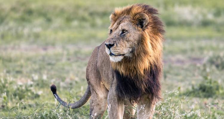 Männlicher Löwe, der in der Savanne steht und in die Ferne blickt.