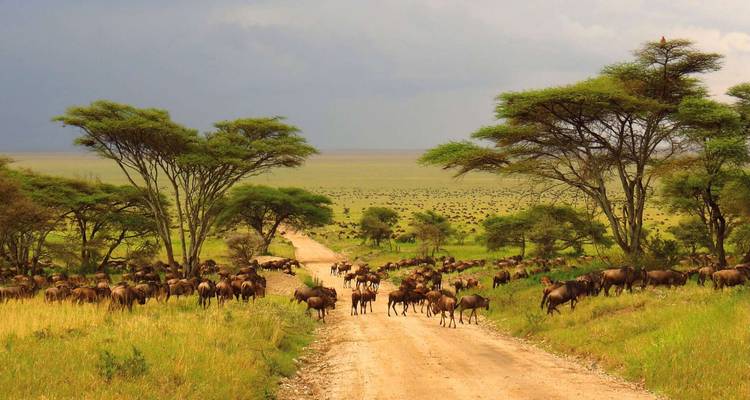 Gnuwanderung über eine unbefestigte Straße in der Savanne.