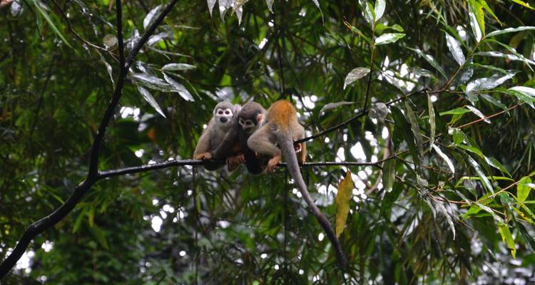 Des singes perchés sur une branche dans une forêt verdoyante et luxuriante.
