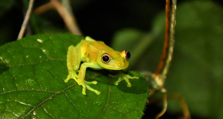 Grenouille vert vif assise sur une feuille dans un environnement forestier.