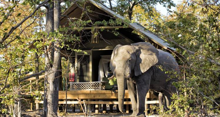 Elephant standing next to a tented camp in a wooded area.