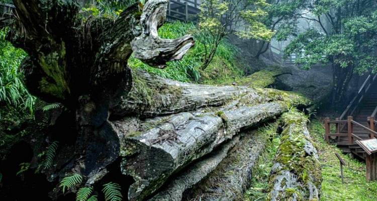 Arbre massif tombé avec de la mousse et des fougères dessus.