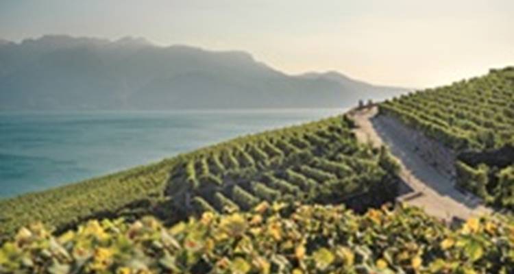 Paysage de vignoble avec une montagne et un lac, légèrement flou.