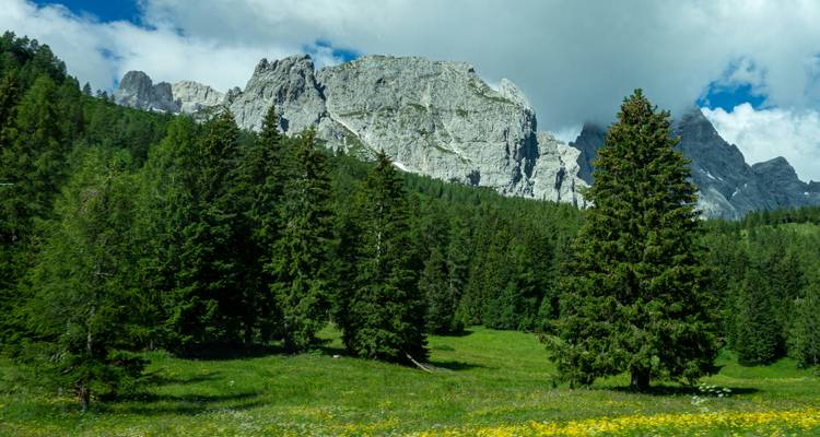 Lush green meadow with wildflowers and towering mountains.
