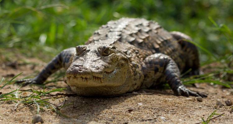 Crocodile lying on the sandy ground.