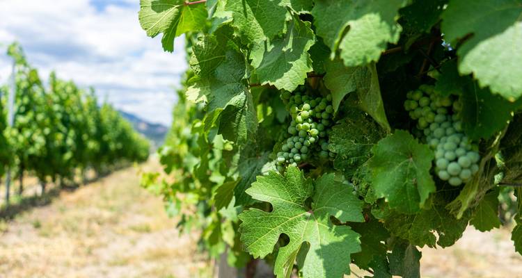 Raisins verts suspendus à la vigne dans un vignoble.
