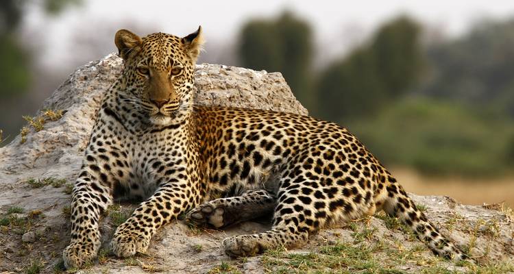 Leopard resting on rocks in a natural habitat.