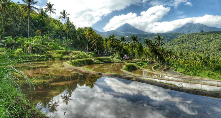 Rice terraces with palm trees and mountains in the background.