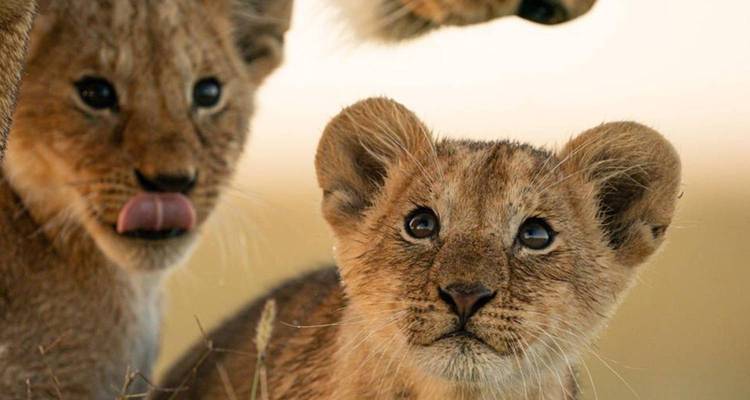 Three lion cubs, one licking its lips.