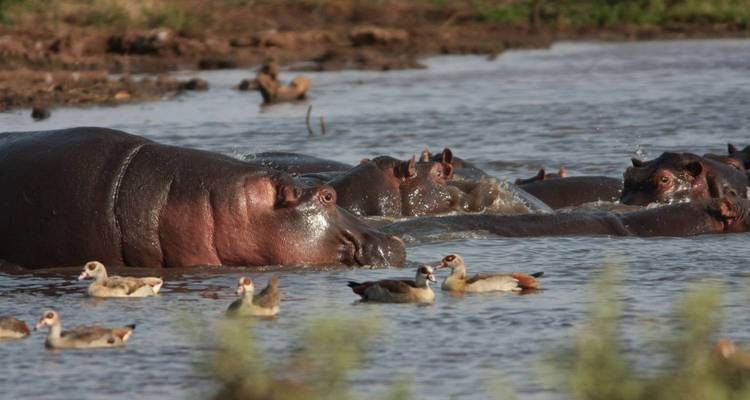 Group of hippos swimming in a water body with ducks nearby.