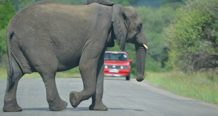 Éléphant traversant une route avec une voiture qui approche en arrière-plan.