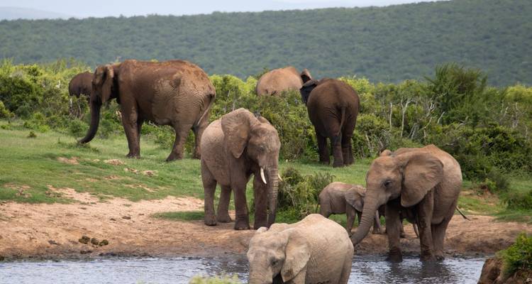 Troupeau d'éléphants près d'un point d'eau dans une savane herbeuse.