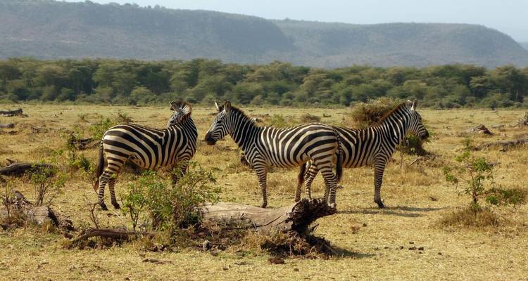 Tres cebras paradas en una llanura herbosa con colinas al fondo.