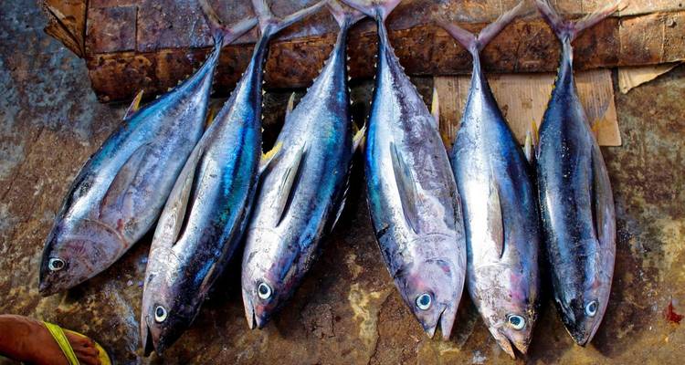 Una fila de pescado recién capturado exhibido sobre una superficie.