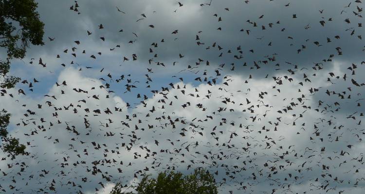 Un cielo dramático lleno de miles de murciélagos migratorios recortados contra nubes dispersas.