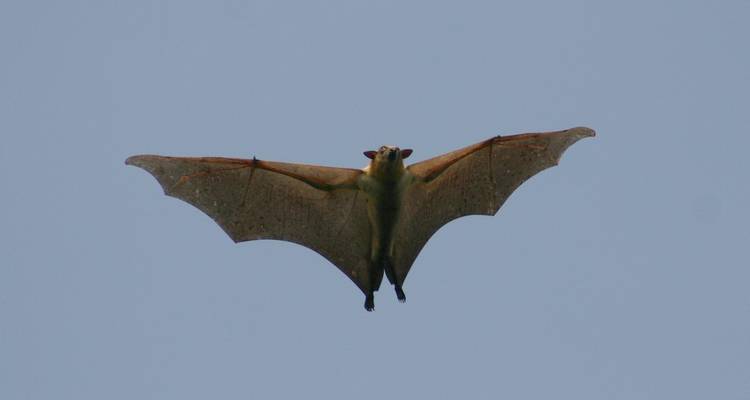 Un único murciélago frugívoro con las alas completamente extendidas se desliza por un cielo azul despejado.