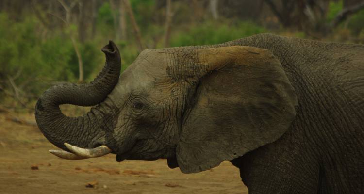 Perfil lateral de un elefante africano levantando su trompa contra un fondo de arbustos desenfocado.