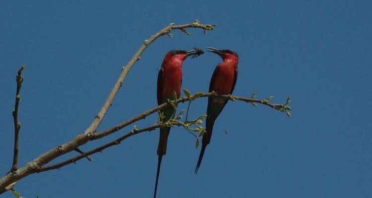 Dos abejarucos escarlatas posados en una rama delgada se pasan un insecto en el cielo azul brillante.
