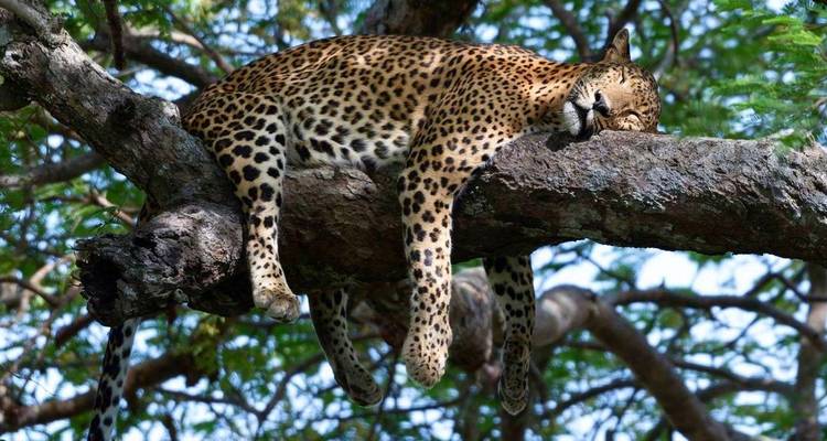 Léopard se reposant sur une branche d'arbre.
