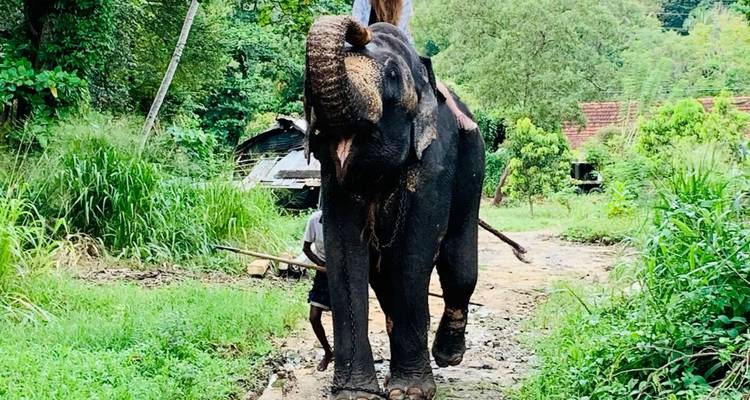 Personne montant un éléphant dans une zone boisée.
