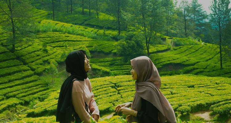 Deux personnes profitant d'une plantation de thé verdoyante.