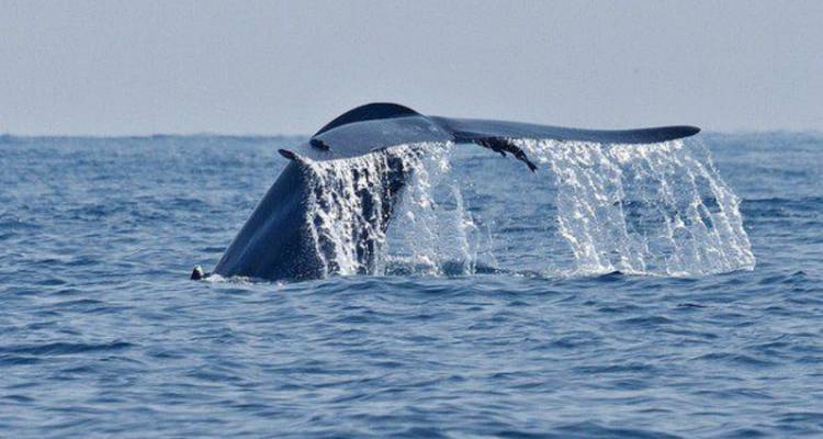 Queue de baleine éclaboussant l'eau dans l'océan.