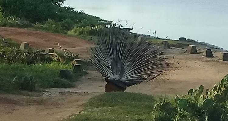 Paon avec les plumes de la queue déployées dans un cadre naturel.