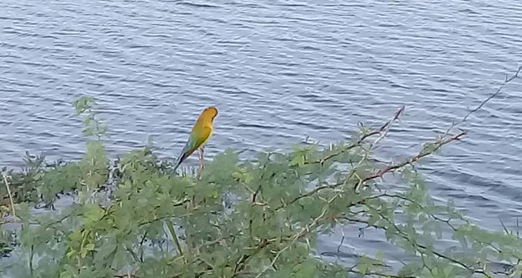 Perroquet perché sur une branche près d'un plan d'eau.