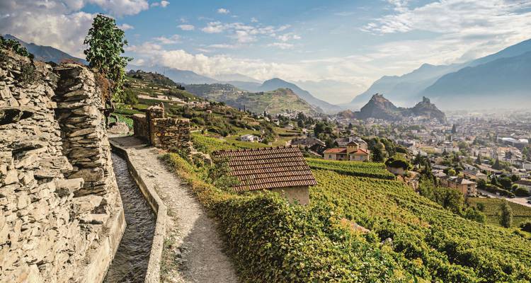 Une vue panoramique de vignobles avec des montagnes et une ville au loin.