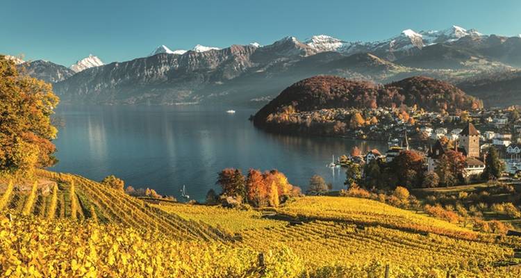 Paysage d'automne avec vignobles, un lac et des montagnes.
