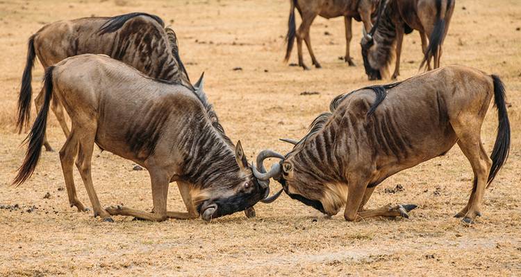 Wildebeests fighting with their horns in a field.